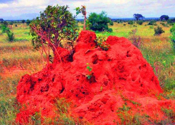 39_2013-12-26_Termite Mound ������0001.JPG