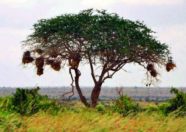 40_2013-12-26_Weavers' Nests ֯������-10001.JPG