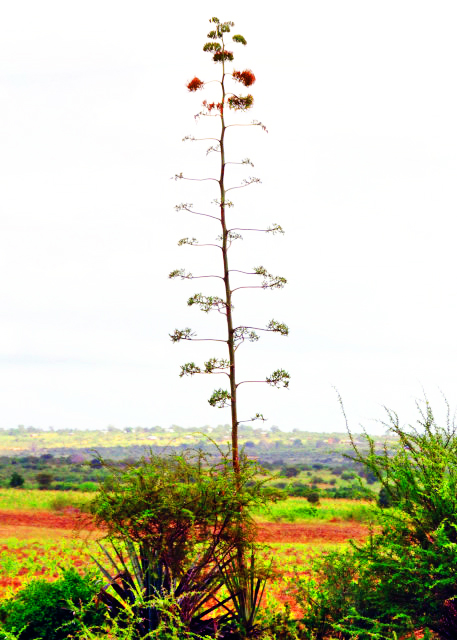 41_2013-12-26_East Tsavo NP_Sisal ���� -40001.JPG