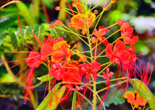 53_2013-12-26_Flower_Peacock Flower ��ȸ��0001.JPG