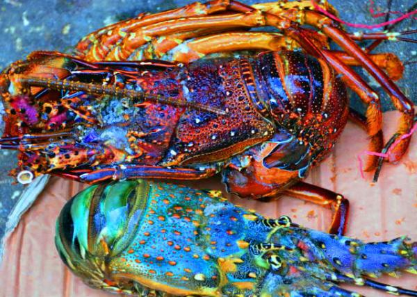 29_2013-12-27_Zanzibar Central Market_Kreef, the Lobster, Crawfish, or Crayfish ��ˮ����Ϻ-100001.JPG