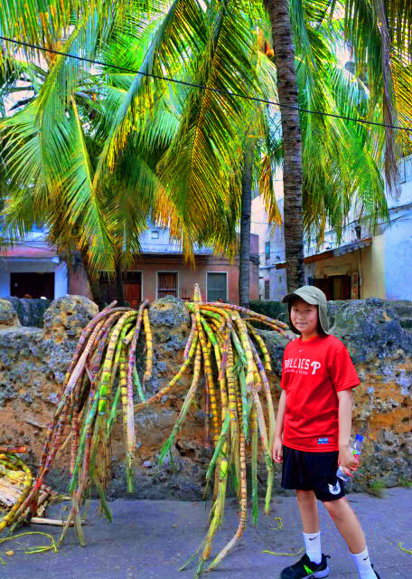 1781387188517940.jpg 45_2013-12-27_Sugarcane0001.JPG