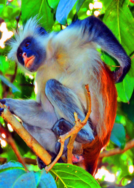 1781395859839539.jpg 64_2013-12-27_Zanzibar Red Colobus like Arboreal Locomotion 桑给巴尔红疣猴·树栖种类-90001.JPG