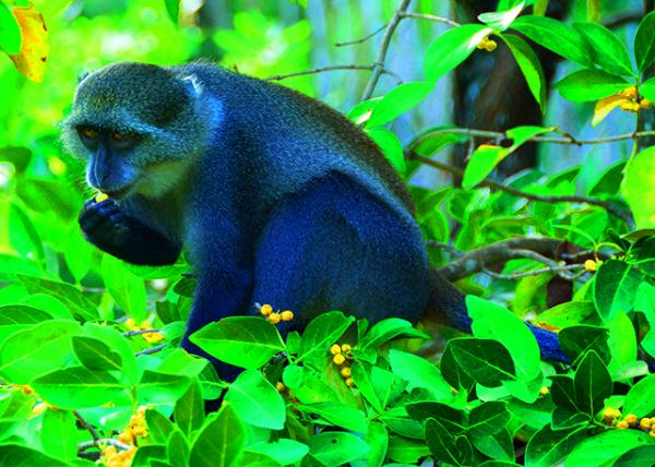 66_2013-12-27_Sykes�� Monkey w A Grizzled Cap �Ұ�ɫͷ��-20001.JPG