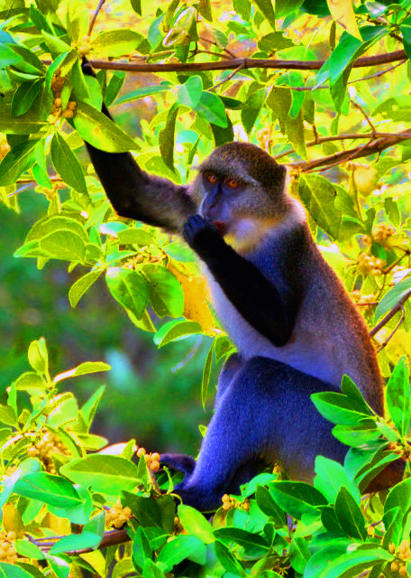 1781396052962551.jpg 67_2013-12-27_Sykes' Monkey 青长尾猴-10001.JPG