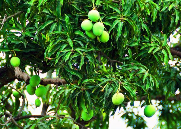 68_2013-12-27_Fruit_Mangos.jpg