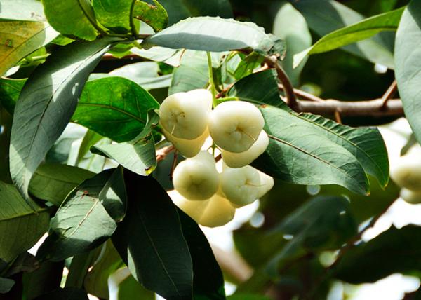 69_2013-12-27_Fruit_White Apples.jpg