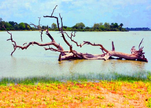 15_2013-12-28_Rufiji River_Miombo Woodlands & Savannas ���Ǻ������ֺ�ϡ����ԭ-60001.JPG