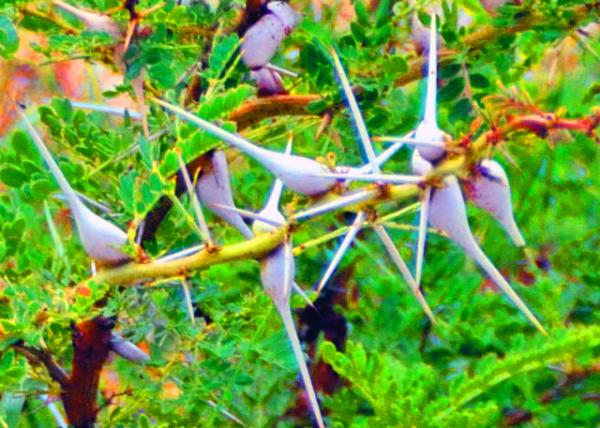 16_2013-12-28_Whistling Thorns �״̺ϻ�0001.JPG