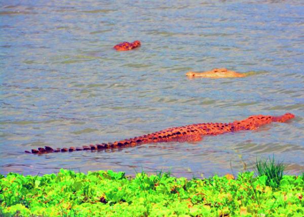 17_2013-12-28_Nile Crocodiles ������0001.JPG
