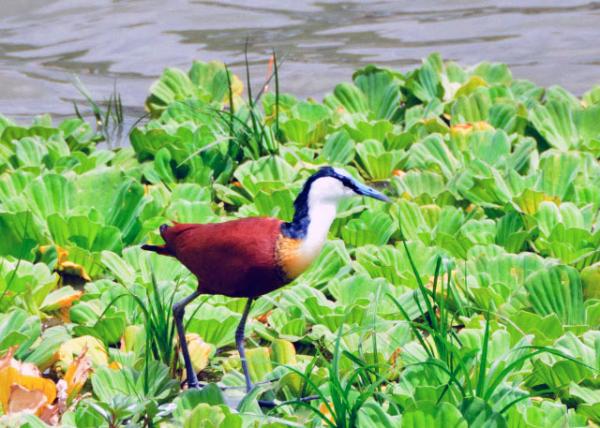 18_2013-12-28_African Jacana0001.JPG