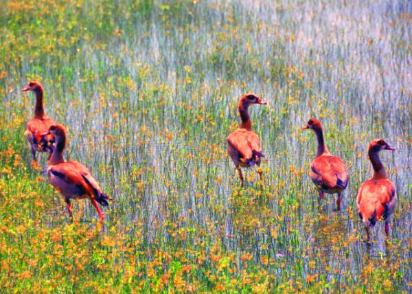19_2013-12-28_Egyptian Geese-20001.JPG