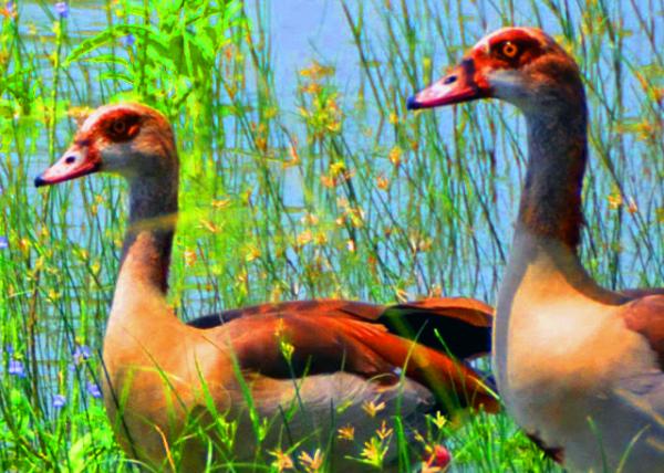 20_2013-12-28_Egyptian Geese_Male Herding One of His Females ����������������³�-10001.JPG