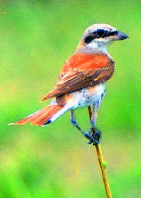 21_2013-12-28_Finch ��ȸ0001.JPG