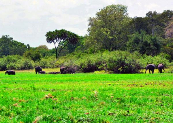 22_2013-12-28_African Bush Elephants ����ƽԭ��-30001.JPG