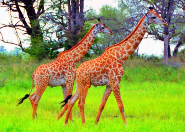 23_2013-12-28_Masai Giraffe-30001.JPG