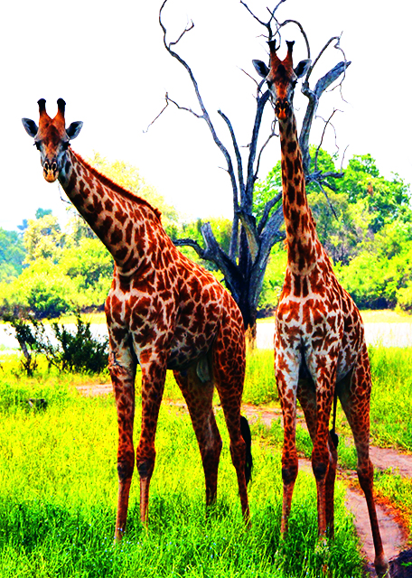 24_2013-12-28_Masai Giraffe ��������¹-20001.jpg