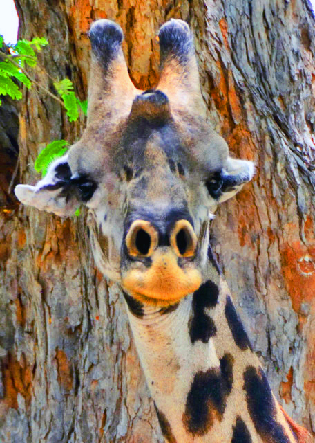 25_2013-12-28_Masai Giraffe_Bull  w A Median Forehead Lump ��ţ������λ�׿�-40001.JPG