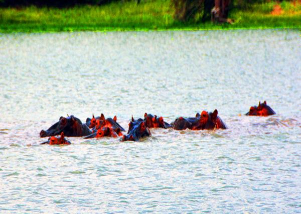 26_2013-12-28_Hippopotami Mostly Submerged Hippos w Exposed Eyes, Ears, & Nostrils-30001.JPG