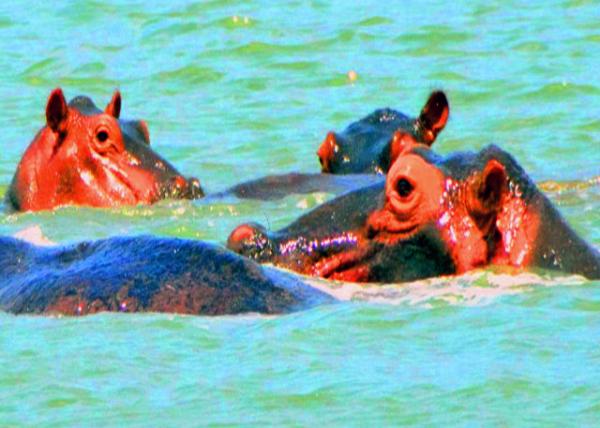27_2013-12-28_Hippopotami-50001.JPG