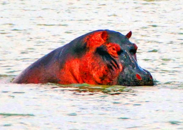 28_2013-12-28_Hippopotami-60001.JPG