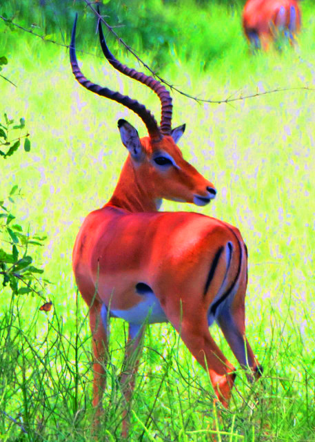 29_2013-12-28_Impala0001.JPG