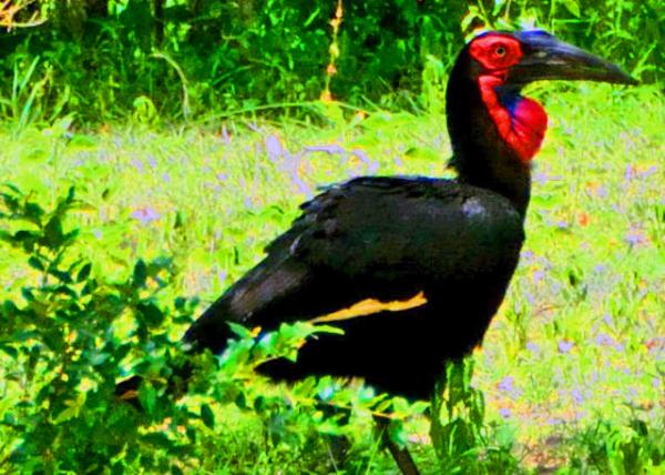 30_2013-12-28_Southern Ground Hornbill ������Ϭ��-20001.JPG