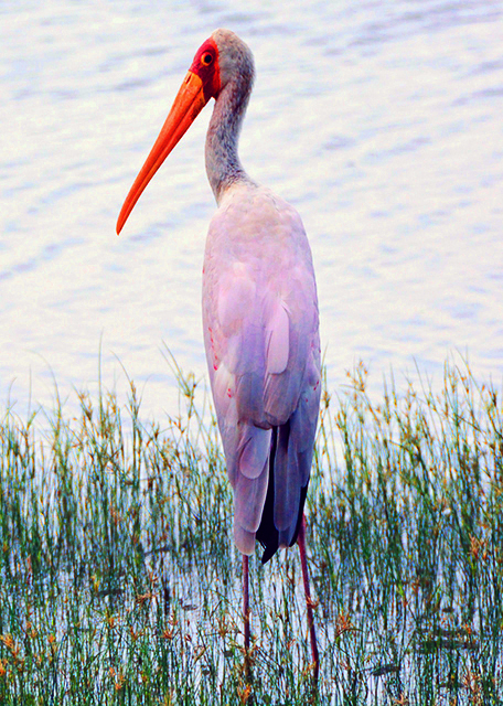 31_2013-12-28_Yellow-billed Stork �����q��0001.JPG