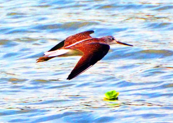 32_2013-12-28_Stilt Sandpiper ���α���-10001.JPG