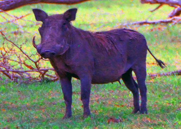35_2013-12-28_Warthog-10001.JPG