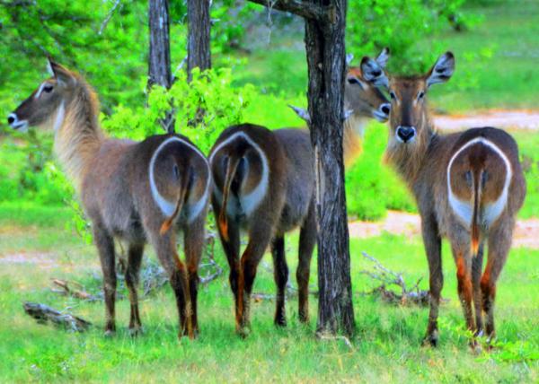 36_2013-12-28_Waterbucks ���޴�����-10001.JPG