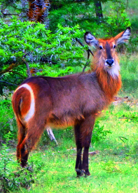 37_2013-12-28_Waterbuck_Female  ����ˮ��-20001.JPG
