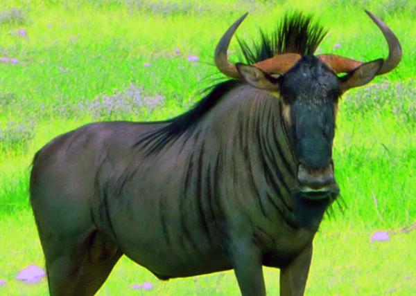 38_2013-12-28_Wildebeest ����0001.JPG