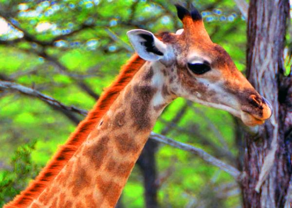 26_2013-12-28_Masai Giraffe ��������¹-10001.JPG