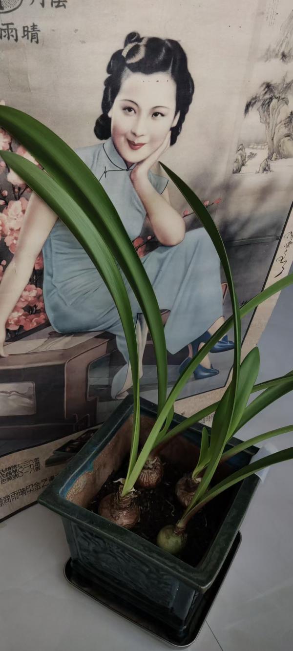 93龙珠炮打四门1.jpg