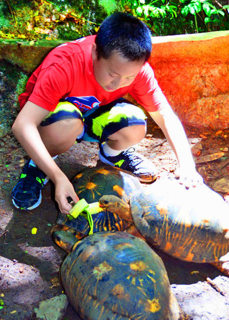 18_2013-12-30_Feed Turtles ι���ڹ�0001.JPG