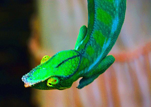 20_2013-12-30_Panther Chameleon ���Ʊ�ɫ��0001.JPG