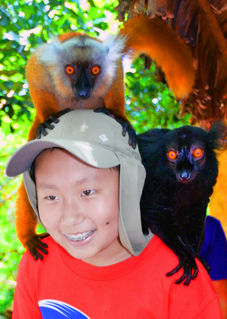 21_2013-12-30_Lemur_Carry Male in Black & Female in Brown ���ź�ɫ���������ɫ�ƺ���-60001.JPG