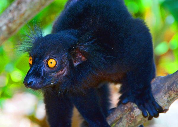23_2013-12-30_Lemur Male-30001.JPG