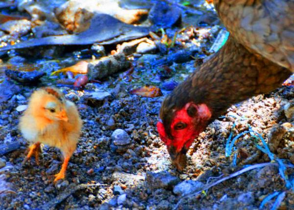 29_2013-12-30_Free-Range Hen & Chick ��豹���0001.JPG