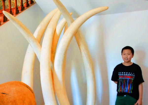 04_2014-01-02_Natural History Museum_Long Elephant Tusks ������-80001.JPG