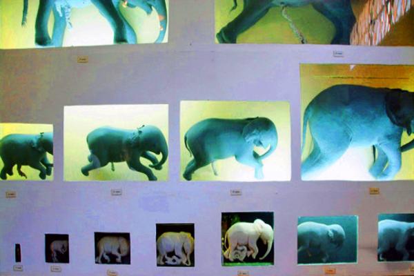 05_2014-01-02_Elephant Embryology ������̥����0001.JPG