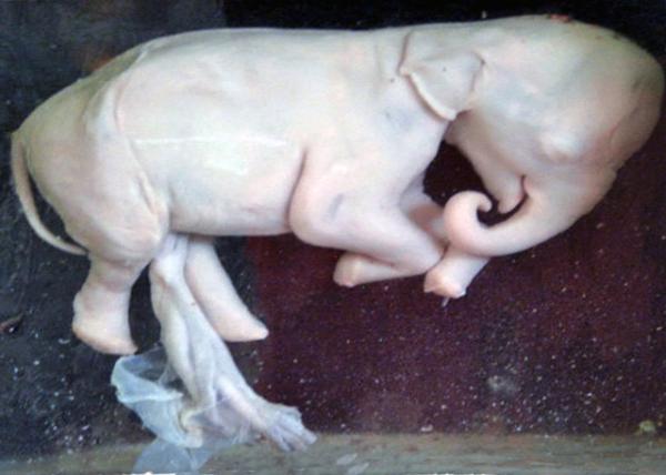 06_2014-01-02_Natural History Museum_Elephant_6-Mo Fetus ������̥��0001.JPG