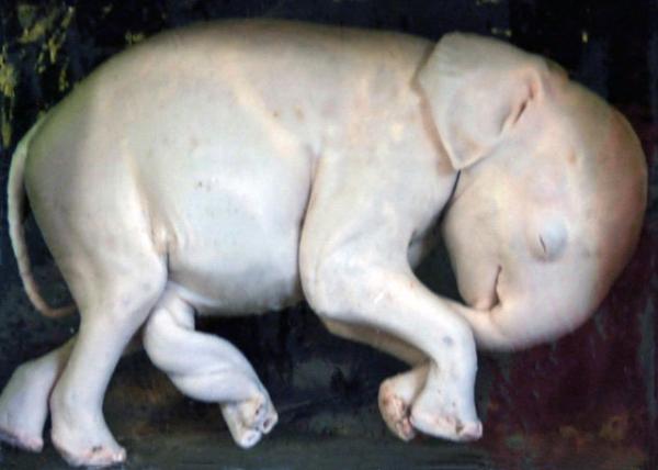 07_2014-01-02_Natural History Museum_Elephant_8-Mo Fetus0001.JPG