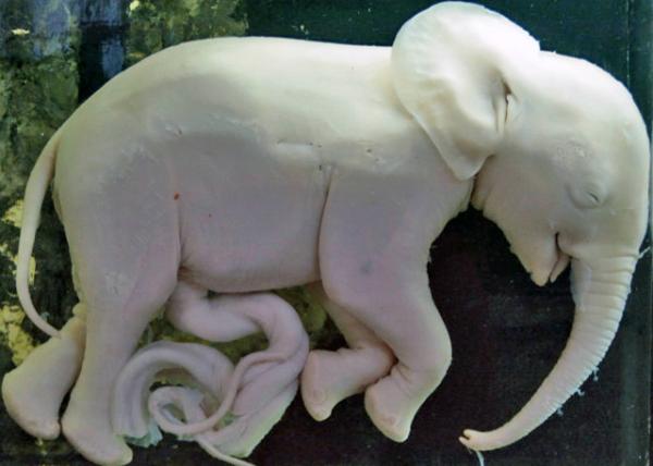 08_2014-01-02_Natural History Museum_Elephant_10-Mo Fetus0001.JPG