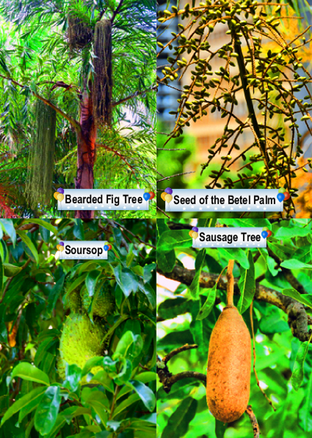 39_2014-01-02_Plants0001.jpg