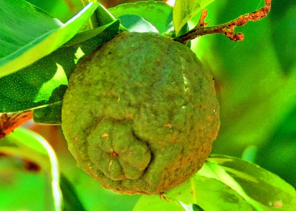 40_2014-01-02_Plant_Jackfruit ������-40001.JPG