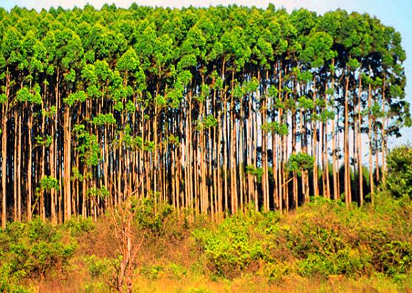 09_2014-01-03_Eucalyptus Forest ������-20001.JPG