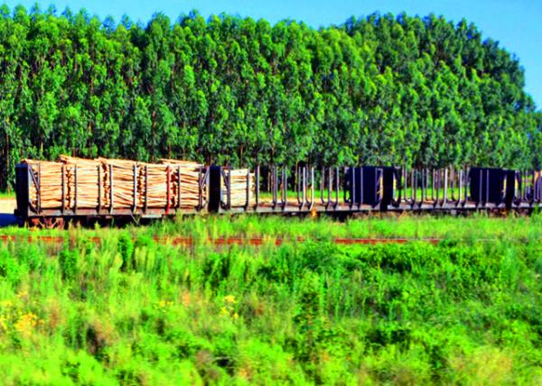 10_2014-01-03_Eucalyptus Forest_Timber Industry ��ľ��ҵ-10001.JPG