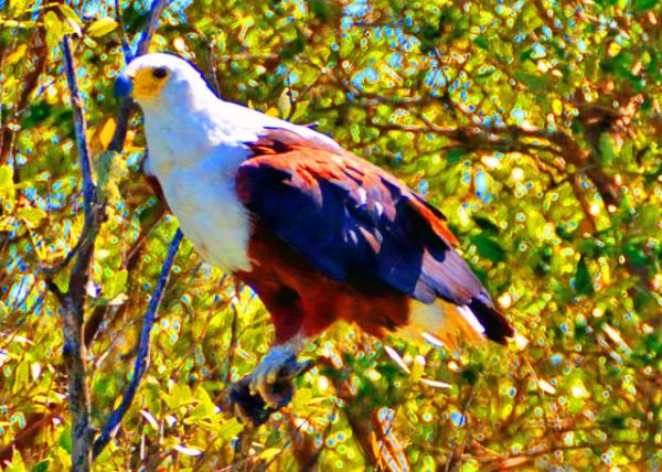 14_2014-01-03_African Fish Eagle ���޺���-20001.JPG